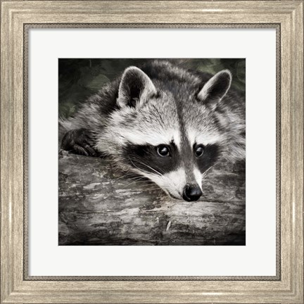 Framed Pondering Raccoon 2 Print