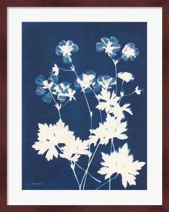 Framed Alpine Flower V Print