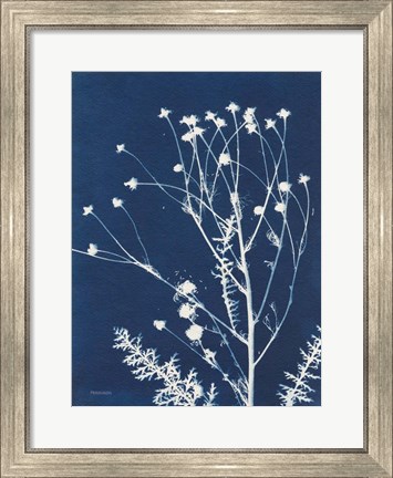 Framed Alpine Flower IV Print