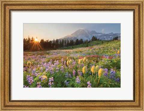 Framed Paradise Wildflower Meadows I Print
