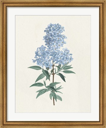 Framed Victorian Garden Flowers III Blue Print