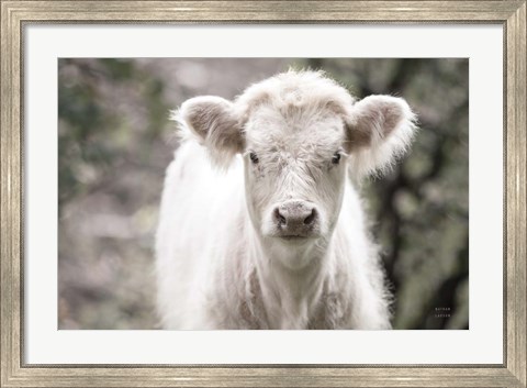 Framed White Calf Print