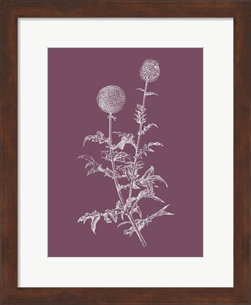 Framed Echinopos Purple Flower Print