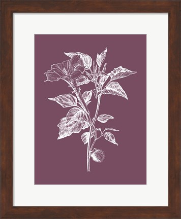 Framed Datura Purple Flower Print