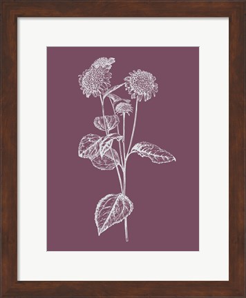 Framed Helianthus Purple Flower Print