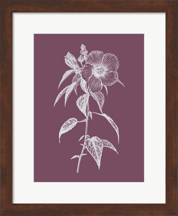 Framed Hibiscus Roseus Purple Flower Print