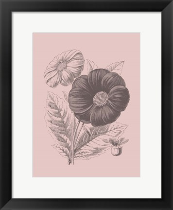 Framed Single Dahlias Blush Pink Flower Print