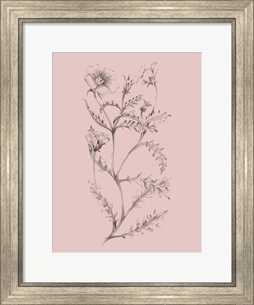 Framed Blush Pink Flower Illustration I Print