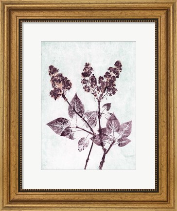 Framed Lilac 1 Aqua Plum Print
