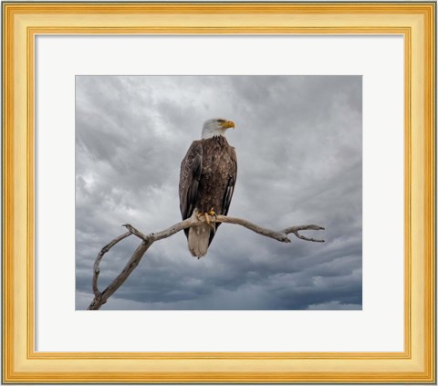 Framed Above It All Print