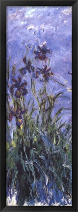 Framed Irises Print