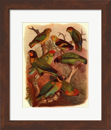 Framed Tropical Birds IV Print