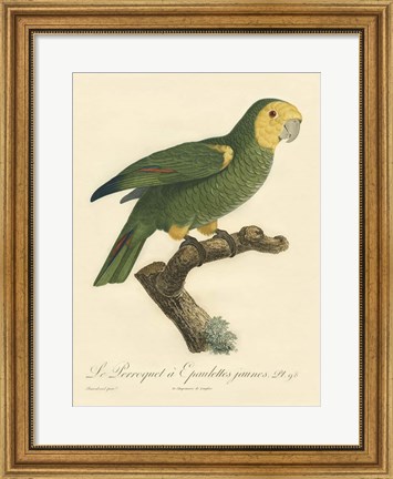 Framed Parrot, PL 98 Print