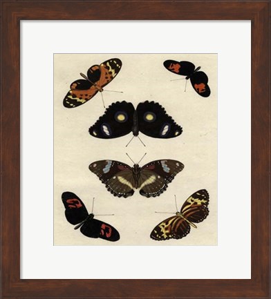 Framed Butterfly Melage I Print