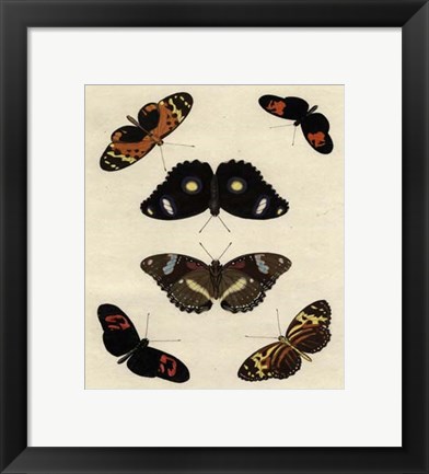 Framed Butterfly Melage I Print