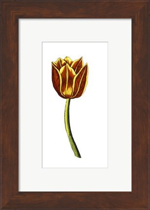 Framed Tulip Time VI Print
