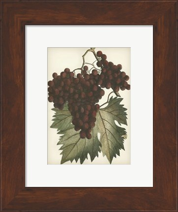 Framed Red Grapes II Print