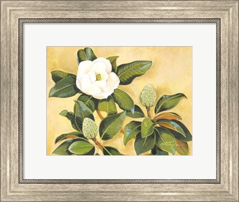 Framed Southern Magnolia II Print