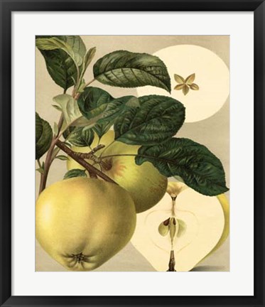 Framed Apple Harvest I Print