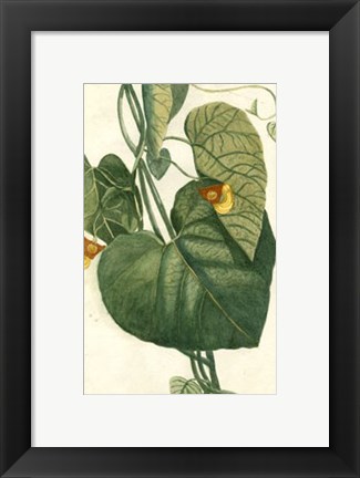 Framed Botanical by Buchoz I (D) Print