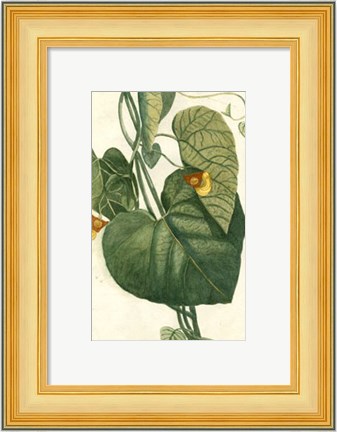 Framed Botanical by Buchoz I (D) Print
