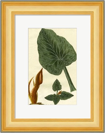 Framed Botanical by Buchoz II (D) Print