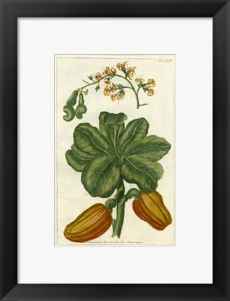 Framed Botanical by Buchoz III (D) Print