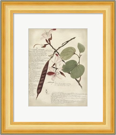 Framed Botanical III Print