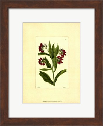 Framed Red Curtis Botanical I Print