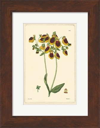 Framed Yellow Curtis Botanical I Print