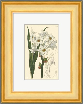 Framed White Curtis Botanical I Print