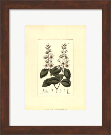 Framed White Curtis Botanical II Print