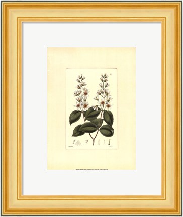 Framed White Curtis Botanical II Print
