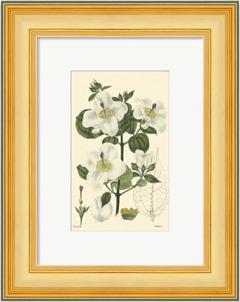 Framed White Curtis Botanical III Print