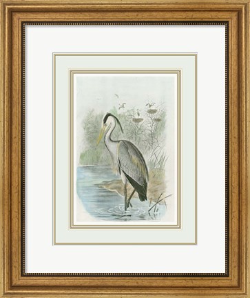 Framed Common Heron Print