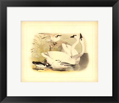 Framed American Swan Print