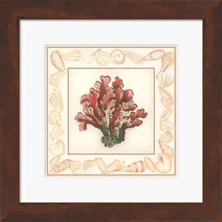 Framed Coral with Shell Border IV Print