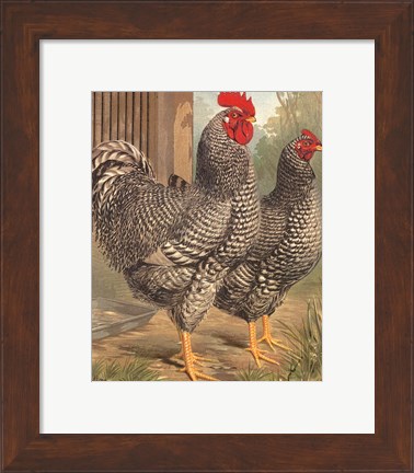 Framed Cassell&#39;s Roosters II Print