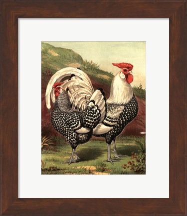 Framed Cassell&#39;s Roosters III Print