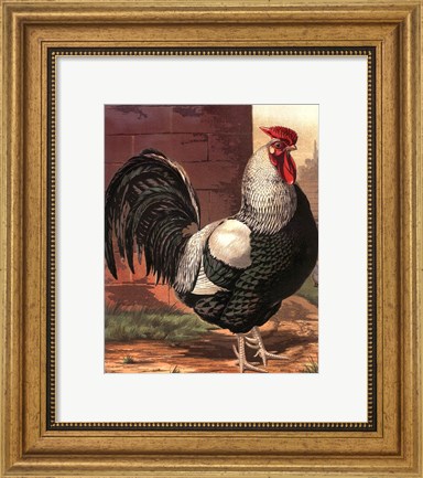 Framed Cassell&#39;s Roosters IV Print