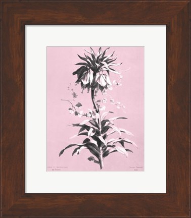 Framed Imperiale on Pink Print