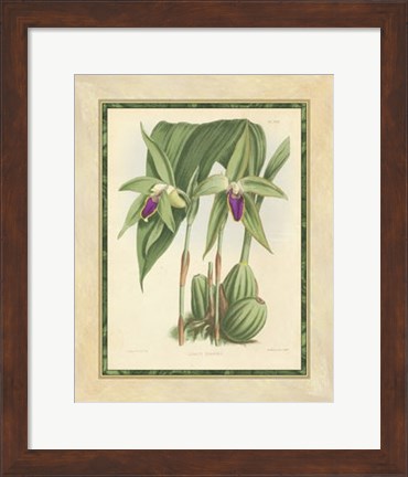 Framed Orchid VI Print