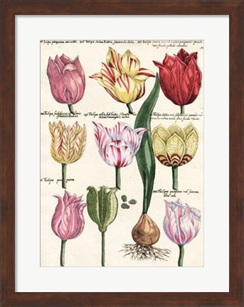 Framed Tulips En Masse II Print