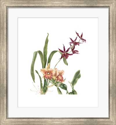 Framed Orchid I (Le) Print