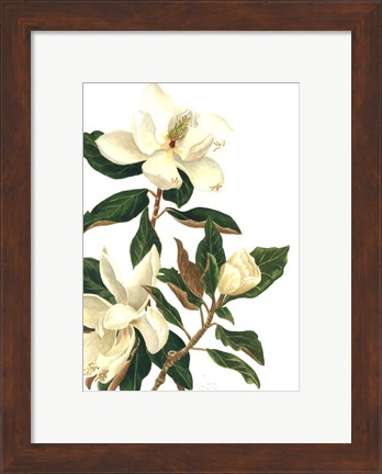 Framed Magnolia I (Le) Print
