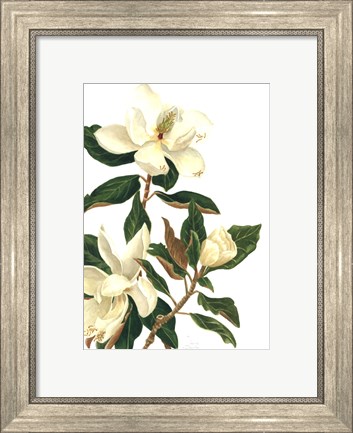 Framed Magnolia I (Le) Print