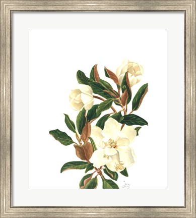 Framed Magnolia II (Le) Print