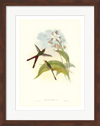 Framed Hummingbird III Print