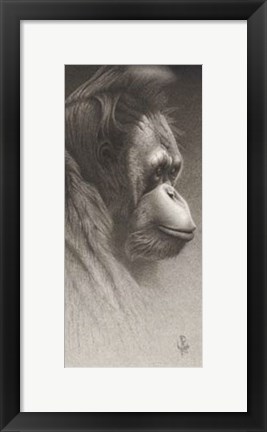 Framed Jojo, The Orangutan Print