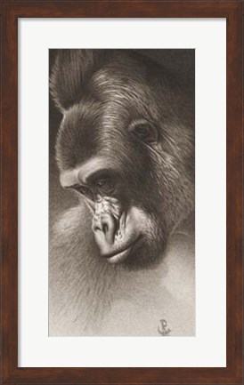 Framed Silver Back, The Gorilla Print